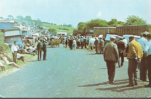Appleby westmorland horse - appleby-in-westmorland,