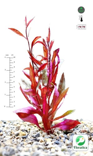Stems alternanthera - 8x,