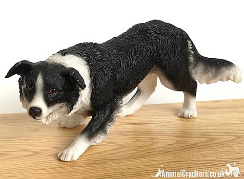 Border collie sheepdog - border,
