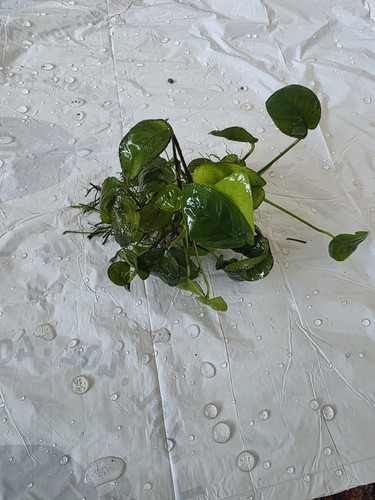 Anubias nana live aquarium - nana,