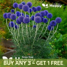Blue Globe Thistle - 60 Seeds