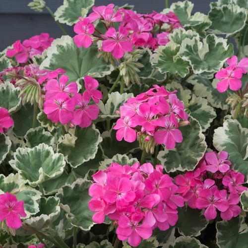 Geranium madame salleron - geranium,
