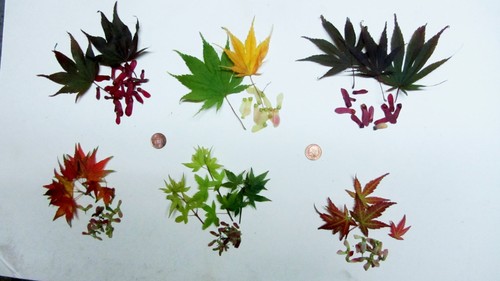 Fresh seeds mixed acer - of,