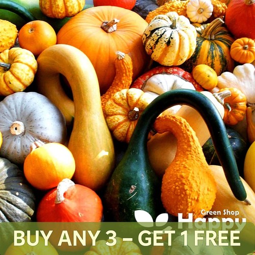 Mix gourds seeds - gourds,