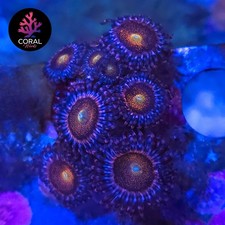 Mohawks 9 Head Zoa Frag WYSIWYG