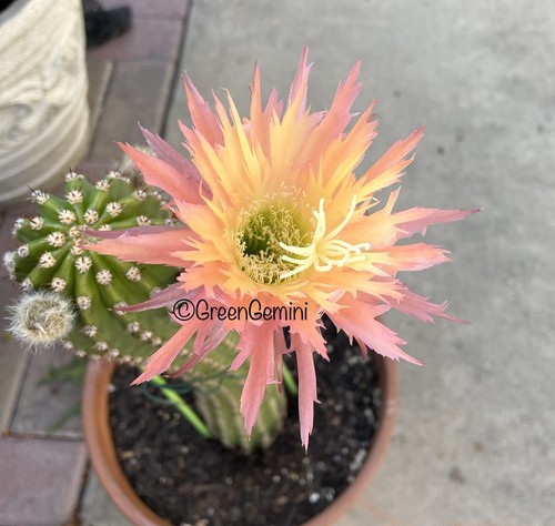 Polarstern ts121 echinopsis - polarstern-ts121,