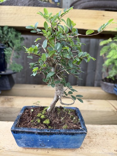Elm bonsai tree - (ulmus), live