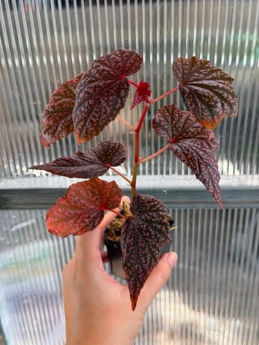 Begonia faerie dragon - faerie, plant