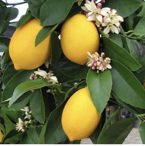 Very juicy lemon - 🍋,