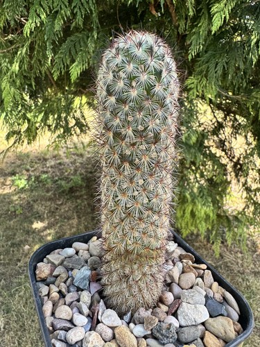 One only mammillaria - one, only!