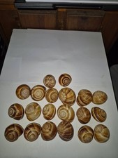 Escargot Snail Shells Empty