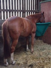 HORSE CORNER FEEDER - HAY FEEDER + SHOVEL (LARGE) - STABLE BAR - EQUESTRIAN