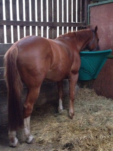 Horse corner feeder hay - horse,