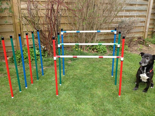 Dog agility basic - dog, 75cm