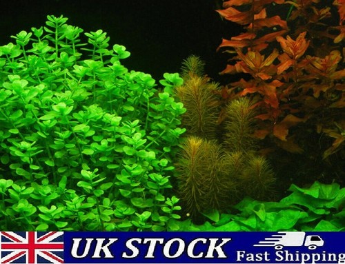 Moneywort bacopa monnieri - moneywort,,