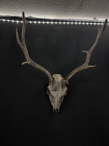 Scottish red deer skull and - scottish,