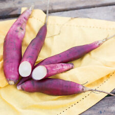 Yacon 'Inka Red'. Plug Plant x 3. Exotic sweet tasting perennial root vegetable