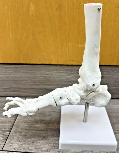 Life size foot ankle joint - ankle,