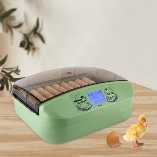 Eggs incubator temperature - eggs,