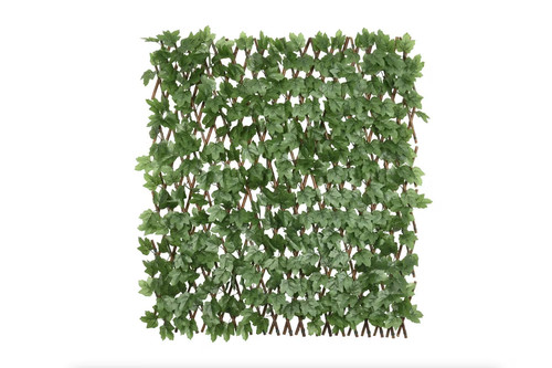 Boston ivy willow - boston, expandable