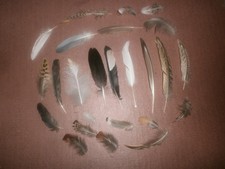 25 Natural Birds Feathers FREE