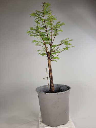 Dawn redwood starter bonsai - dawn,