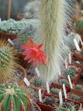 Hildewintera / Cleistocactus