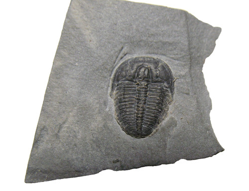 Cambrian elrathia kingi - elrathia,