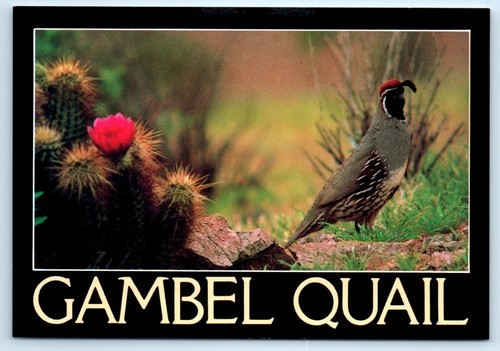 Gambel quail arizona - quail, 4x6