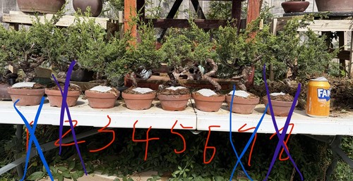 Itoigawa juniper bonsai - itoigawa,