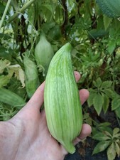 10 Bolivian Giant Achocha Cyclanthera pedata stuffing cucumber slipper gourd 
