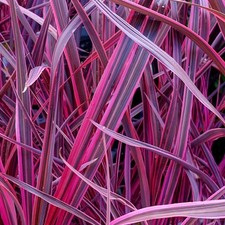 Cordyline 'Festival Raspberry' Cabbage Palm Fragrant Outdoor Evergreen Shrub