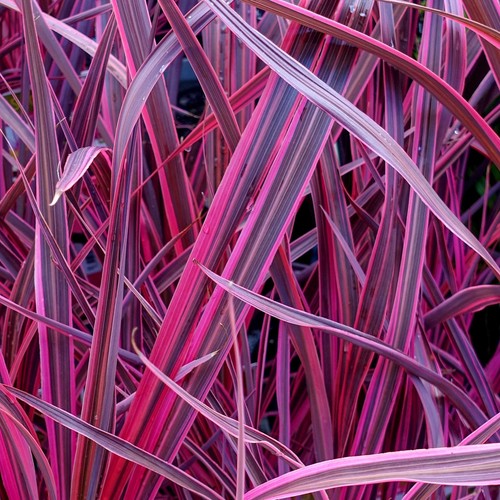 Cordyline festival raspberry - cordyline, 'festival