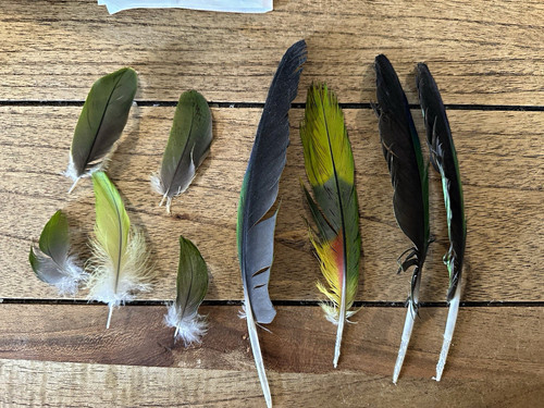 Mixed craft amzone parrot - mixed,
