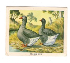 Nabisco Australia. #54