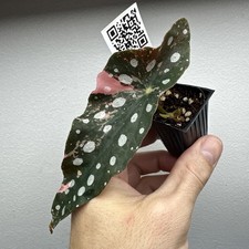 Begonia Maculata Pink