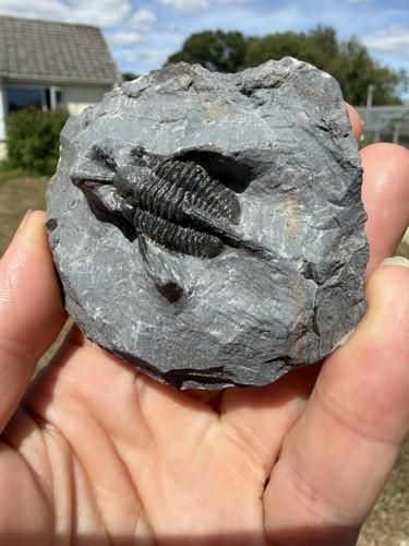 Cyphaspis walteri morocco - walteri,