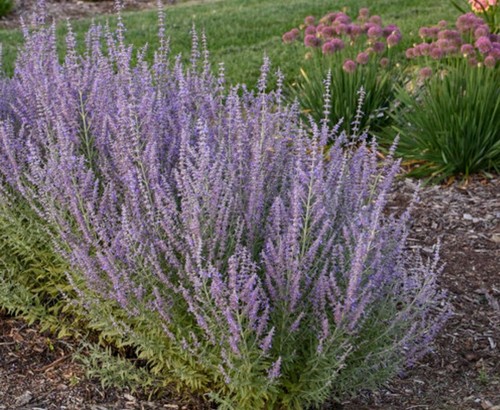 Russian sage plant - sage, advice