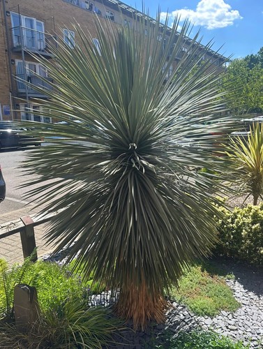Large mature yucca rostrata - large,