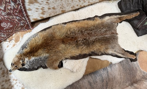 Real red fox over - red, shoulder