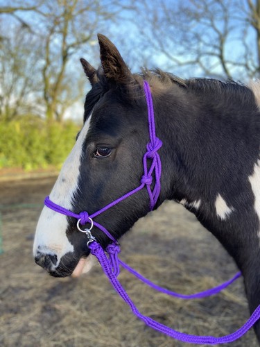 Casual bitless bridle sizes - bridle,