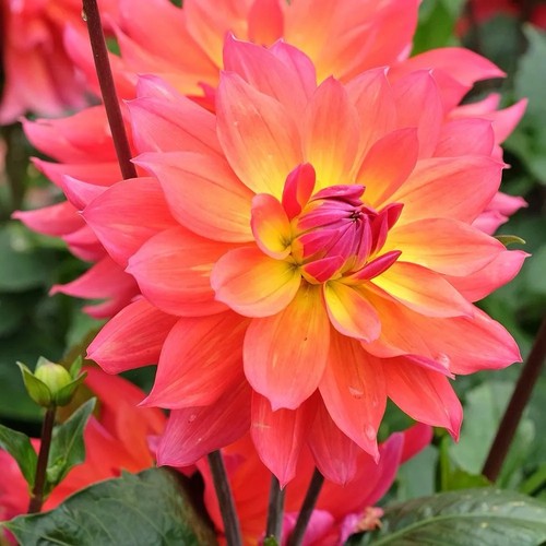 Dahlia firepot plant - dahlia,