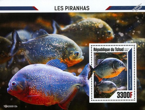 Piranhas piranha fish fishes - piranhas,