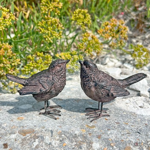 Pair wren bird - pair,