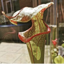 Sarracenia Quicksilver