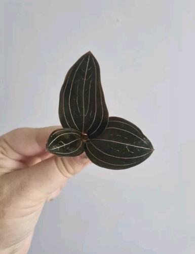 Ludisia discolor jewel - ludisia, |