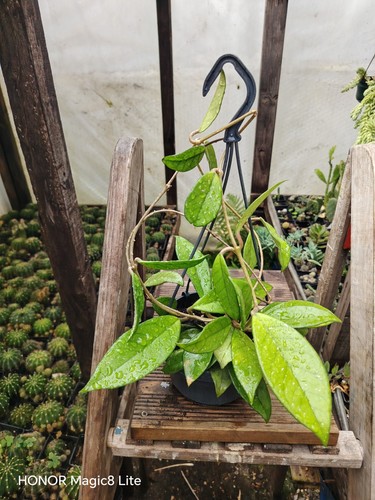 Hoya carnosa with - hoya,