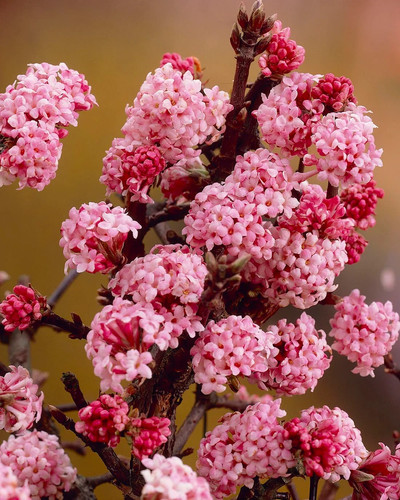 Viburnum farreri persian - farreri,