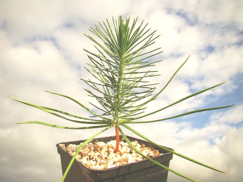 Umbrella pine pinus pinea - pine,,