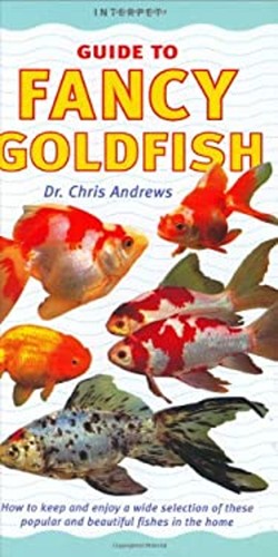 Fancy goldfish how - how, keep